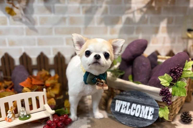 AIoha‪ ·͜·ページ トリミング 春バージョン 11月 NewFace✨ Part.3