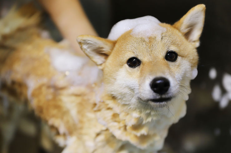 シャンプーカット